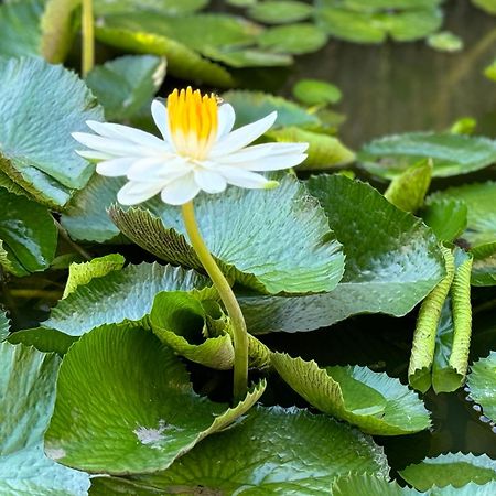 فندق Eden On The Sea بريدج تاون المظهر الخارجي الصورة